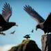 Odin'S Eyes In The Sky: The Ravens Huginn And Muninn 12 Huginn and Muninn